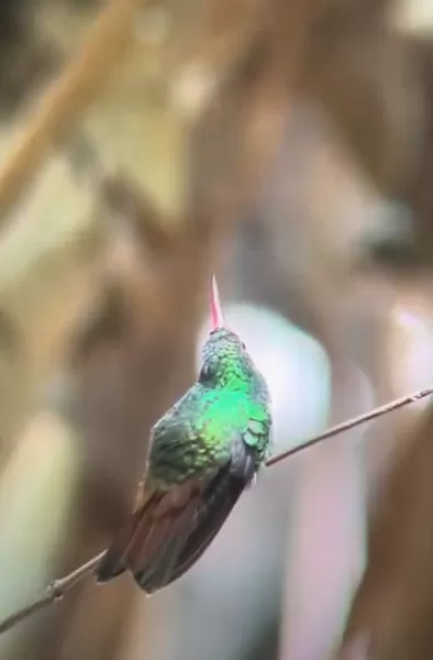 One of the beautiful hummingbirds we saw
