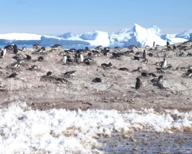 Observing a penguin colony during an Antarctic cruise