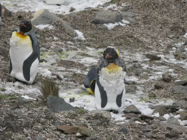 Molting King Penguins, South Georgia Island
