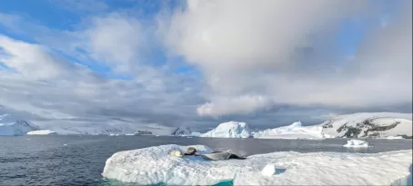 Seals, Icebergs