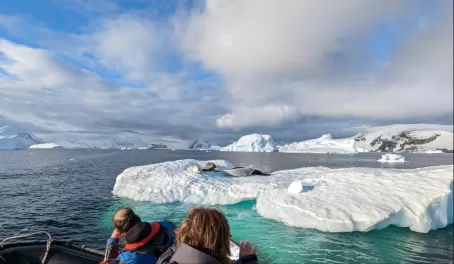 Seals, Icebergs