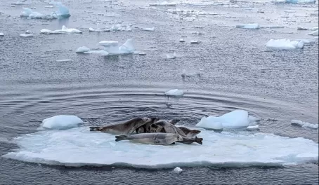 Seals on an Iceberg