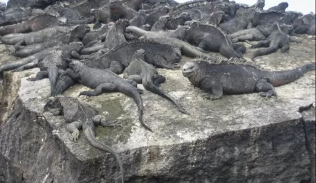 A herd of marine iguanas sunning themselves on a rock in the Galapagos
