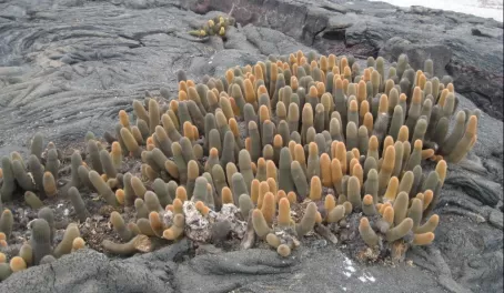 Lava cactus in the Galapagos