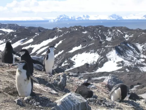Observing penguins in the hills along Antarctic Peninsula