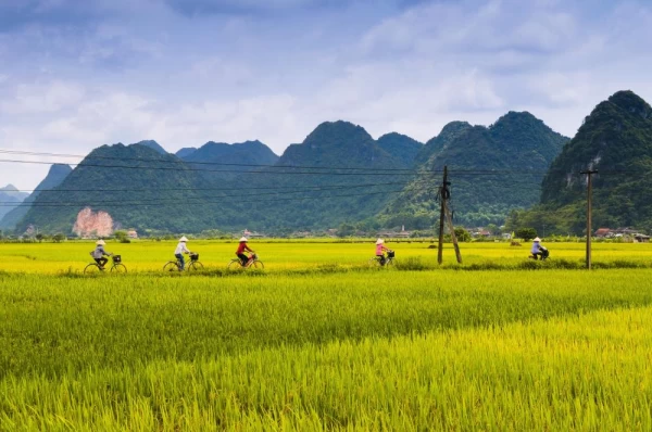 Riding bicycle in the rice field
