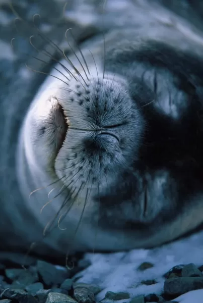 A Weddell Seal takes a nap