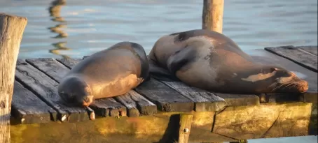 Sea lions napping on a dock in the Galapagos