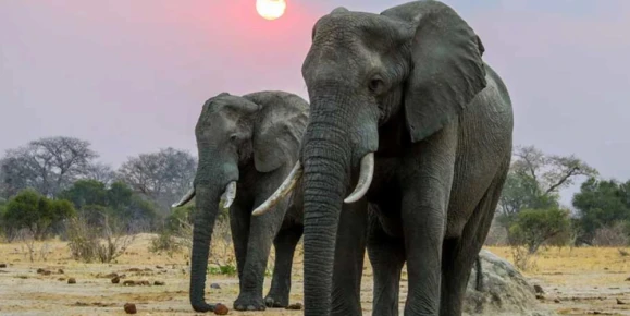 Elephant