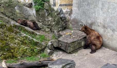 Bears at the moat of the castle. Bear keeping dates back to the 1600s during the reign of the last Rosenberg family