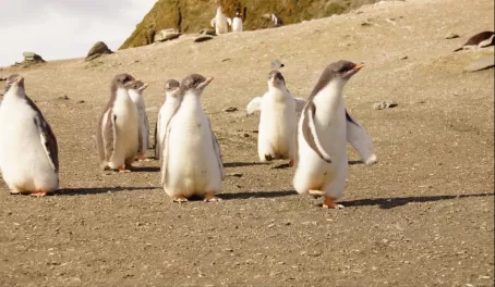 adorable penguin chicks