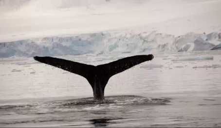 whale in Antarctica