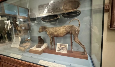 Egypt museum