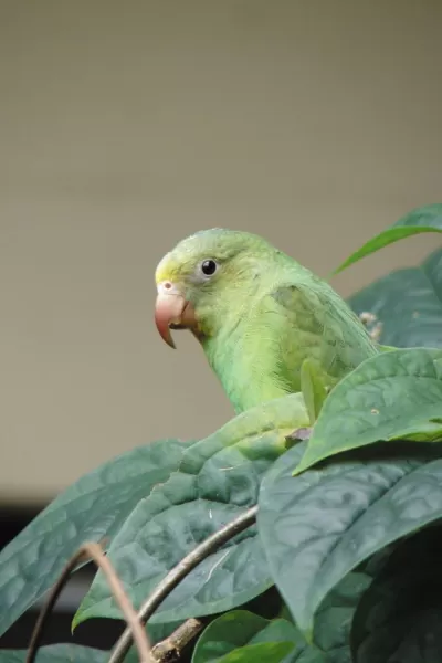 A parakeet peers warily from his perch in Amazon foliage