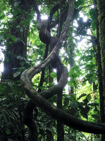 Marvel at the lush growth of the Amazon rainforest on your daily excursions