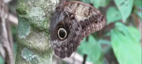 Owl Butterfly, Pooks Hill