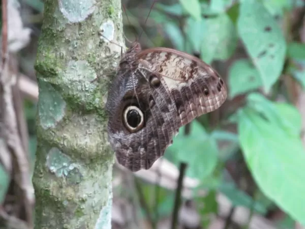 Owl Butterfly, Pooks Hill