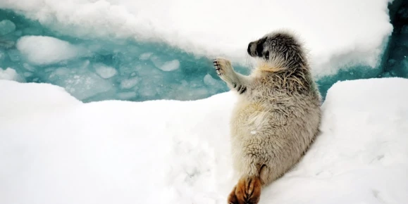 Seal pup