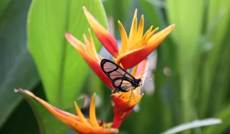 A butterfly on bird of paradise