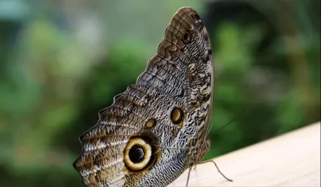 Ecuadorian butterfly
