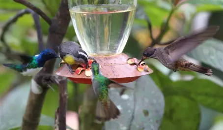 Hummingbirds coming to a feeder in Ecuador