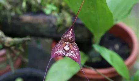 Ecuadorian orchid