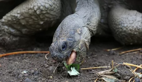 A giant tortoise grabs a snack in the Galapagos