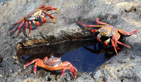 Crabs on the edge of a tidepool