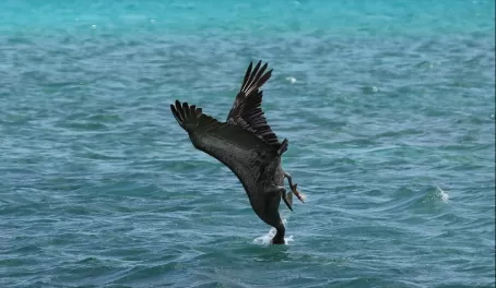 Diving pelican