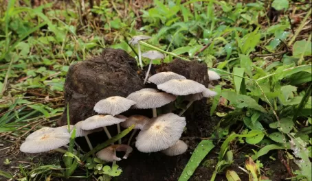 Mushrooms, anyone?