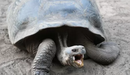 Snapping tortoise