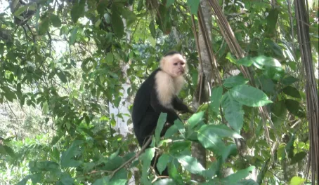 Monkey in a tree in Costa Rica
