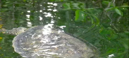 Sea Turtle on panga ride in the mangroves