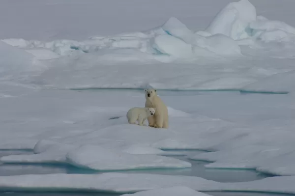 Polar Bears with cub