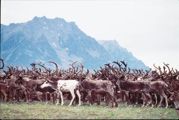 Reindeer herd of the Arctic