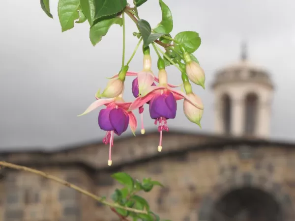 Beautiful flowers in Cusco