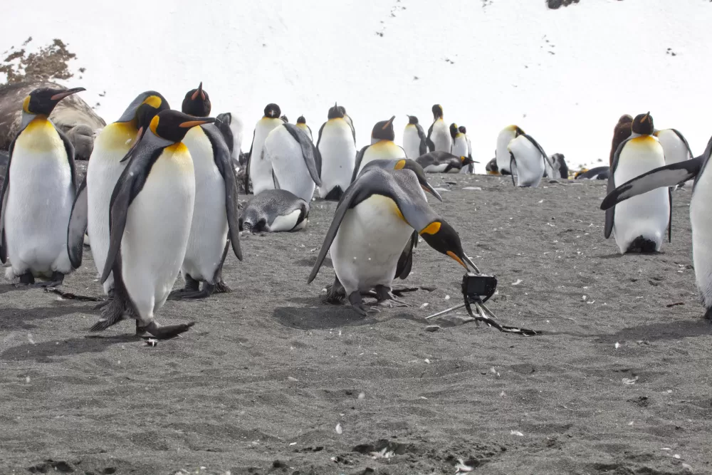 King penguins examine a camera