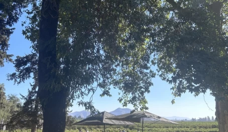 Concha y Toro Vineyard