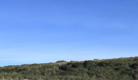 Magellanic penguins at Tucker Islets