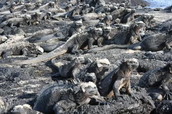 A mess of marine iguanas in the Galapagos