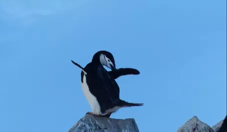 Chinstrap Penguin on Half Moon Island