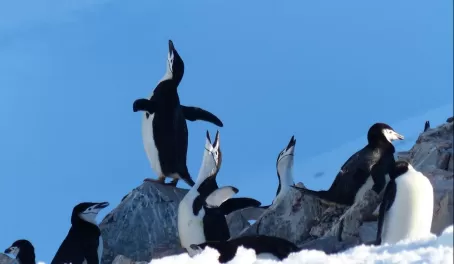 Chinstrap Penguins "singing" on Half Moon Island