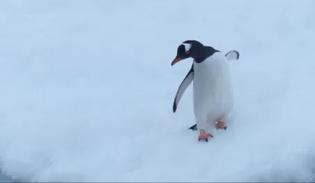 Gentoo Penguin struggling in the snow