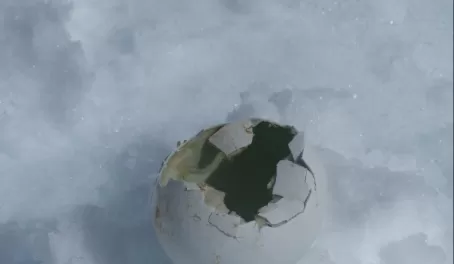 Broken penguin egg