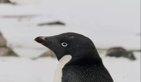 Adelie penguin on Ardley Island