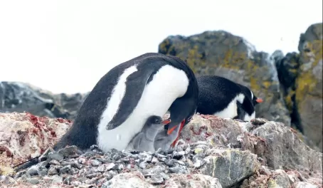 Feeding Gentoo penguin chicks on Ardley Island