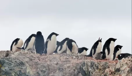 Adelie penguins with chicks o Ardley Island