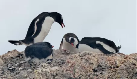 Penguins nesting on Ardley Island