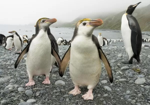 Curious young gentoo penguins