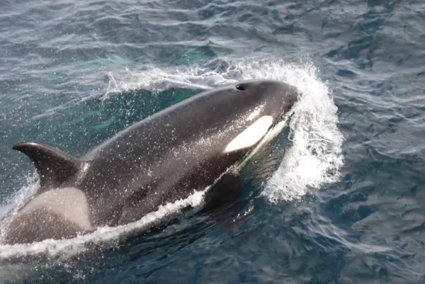 Encounter Orcas on your cruise